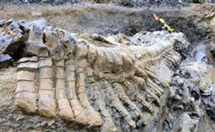 PENEMUAN BARU : Misteri Dinosaurus Berlengan Raksasa Terungkap