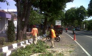 Antisipasi Pohon Tumbang Saat Musim Hujan, DLH Bantul Lakukan Pemangkasan