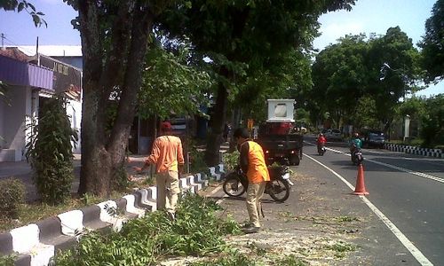 Antisipasi Pohon Tumbang Saat Musim Hujan, DLH Bantul Lakukan Pemangkasan