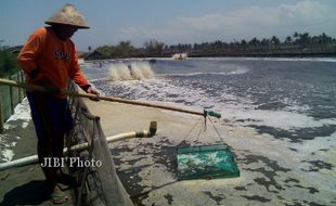 TAMBAK UDANG BANTUL : Rawan Abrasi, Tambak akan Dipindah