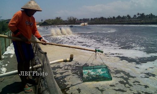 TAMBAK UDANG BANTUL : 100 Kolam Tambak Prioritas Ditutup