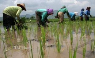 SWASEMBADA PANGAN DALAM DUA TAHUN : Produksi Padi Sleman Selalu Surplus