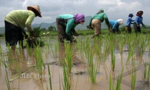 SWASEMBADA PANGAN DALAM DUA TAHUN : Produksi Padi Sleman Selalu Surplus