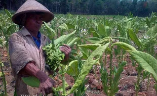 PASAR TEMBAKAU : APTI Jateng Upayakan Pasar Bagi Petani Tembakau 