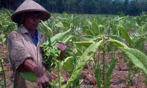 PASAR TEMBAKAU : APTI Jateng Upayakan Pasar Bagi Petani Tembakau 