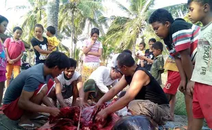 Terdampar di Pantai Karangwuni, Daging Paus Dibagi-bagi Warga