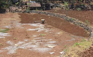 FOTO PERTANIAN GUNUNGKIDUL : Hujan Turun, Saatnya Bertani