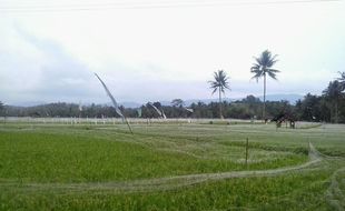 FOTO PERTANIAN GUNUNGKIDUL : Pasang Jaring Untuk Halau Serangan Burung