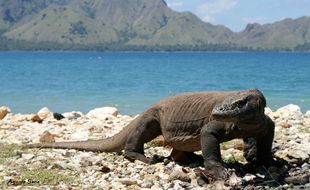 Komodo Terancam Punah dan Desa Wisata Harus Sajikan Pengalaman Berbeda