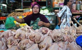 FOTO INFO BELANJA : Harga Ayam Potong Stabil Rp27.000/Kg