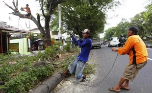 FOTO TAMAN KOTA SOLO : Pohon Rapuh Dipotong Jelang Penghujan