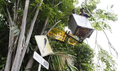 FOTO TAMAN KOTA SOLO : Tutupi Rambu, Dahan Pohon Dipotong