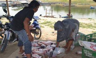 Ribuan Ikan di Waduk Gajah Mungkur Mati