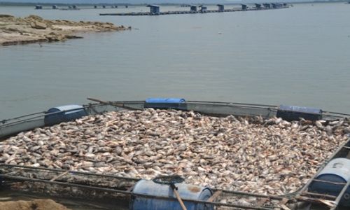 PERIKANAN WONOGIRI : Pancaroba, 35 Ton Ikan di Keramba WGM Mati