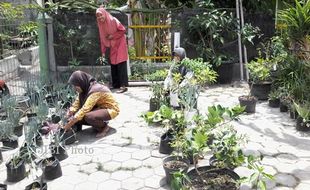 Perempuan di Jogja Diajak Jadi Srikandi Hijau, Ini Penjelasannya