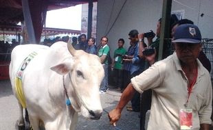 KONTES SAPI POTONG : Gara-Gara Gembala Sapi, Seekor Sapi Ngamuk saat Perlombaan di Klaten