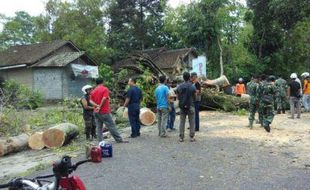 ANGIN KENCANG KLATEN : Tertimpa Pohon Beringin, Warga Klaten Tewas Seketika