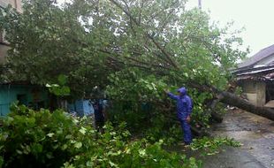 ANGIN KENCANG KLATEN : Pohon Bertumbangan, Sebatang Hantam RTLH