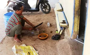 FOTO HEWAN LAUT : Bulu Babi, Musuh Sekaligus Sahabat