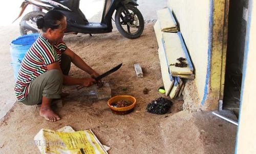 FOTO HEWAN LAUT : Bulu Babi, Musuh Sekaligus Sahabat