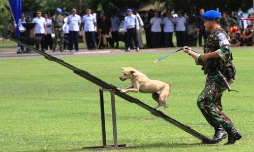 FOTO LANUD ADI SOEMARMO : Wah, Unit Satwa TNI AU Diperkuat Anjing Lokal