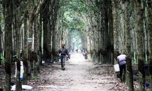 FOTO PERKEBUNAN KARET : Harga Karet Melemah Signifikan