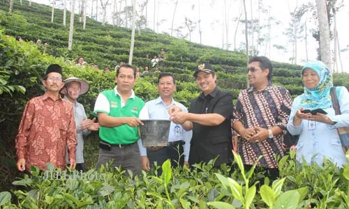 Petani Pegunungan Menoreh Kulonprogo Luncurkan Teh Wangi Suroloyo