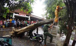 ANGIN KENCANG SOLO : Angin Tumbangkan Pohon, Motor Pedagang Depok Tertimpa