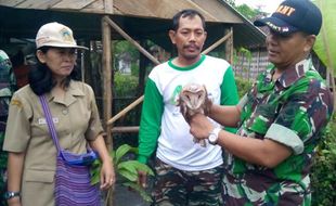 PERTANIAN SUKOHARJO : Usir Tikus, Petani Sukoharjo Manfaatkan Burung Hantu