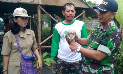 PERTANIAN SUKOHARJO : Usir Tikus, Petani Sukoharjo Manfaatkan Burung Hantu