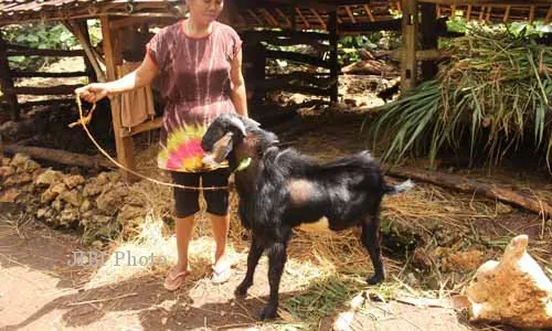 Ada Kambing Berkaki Tiga di Gunungkidul