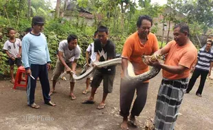 PENEMUAN PITON : Warga Tangkap Ular Piton Sepanjang Empat Meter