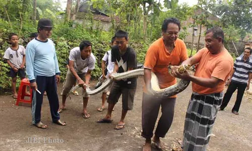 PENEMUAN PITON : Warga Tangkap Ular Piton Sepanjang Empat Meter