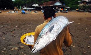 NELAYAN PANTAI SELATAN : Tangkapan Ikan Mulai Meningkat