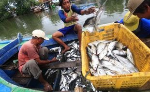 Hore! Klaster Tambak Bandeng Donorojo Jepara Dapat Kucuran Rp750 Juta