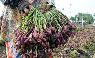 HARGA KOMODITAS : Waduh, Harga Bawang Merah di Temanggung Naik Tajam