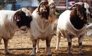 Kronologi Penemuan 50 Bangkai Kambing di Sungai Susukan Semarang