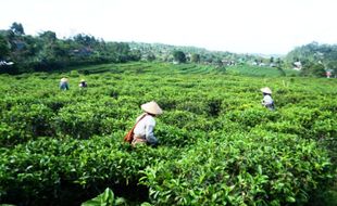 Ini Rahasia Kenikmatan Seduhan Teh Kemuning