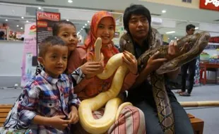 PAMERAN REPTIL SOLO : Ular Piton Jadi Idola