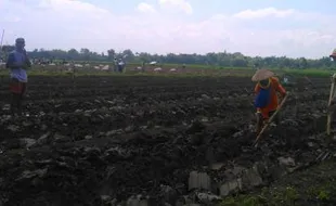 GANGGUAN CUACA : Petani Bawang Merah di Sragen Gagal Panen