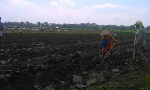 GANGGUAN CUACA : Petani Bawang Merah di Sragen Gagal Panen