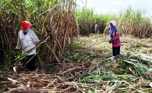 PENELITIAN MAHASISWA : Ini Manfaat Limbah Tebu untuk Pembuatan Beton