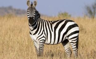 HASIL PENELITIAN : Mengapa Zebra Belang? Ini Jawabannya…