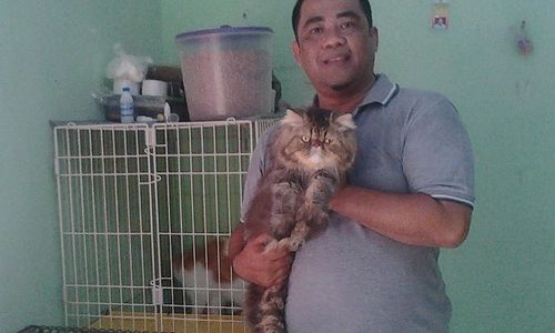 BISNIS UNIK : Wow! Gara-Gara Kucing, Lelaki Ini Berpenghasilan Rp60 juta/ Bulan