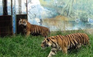 PENGELOLAAN TSTJ : 2 Harimau Sumatra Koleksi Taman Jurug akan Dihibahkan ke Lampung