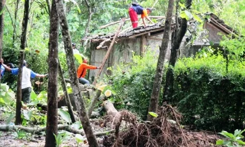 POHON TUMBANG : Waspada Titik Rawan Pohon Tumbang di Gunungkidul