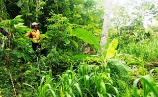 PERTANIAN GUNUNGKIDUL : Monyet Ekor Panjang Serbu Lahan Ponjong