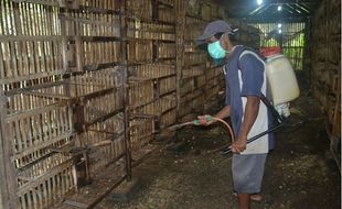 UNGGAS MATI MENDADAK : Virus H5N1 di Lendah Diduga Jenis Baru