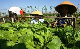 PERTANIAN KLATEN : Kemarau Diprediksi Panjang, Petani Manisrenggo Antusias Tanam Tembakau