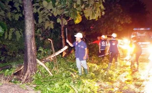 MUSIM HUJAN : Hujan Sepekan, 3 Pohon Besar Tumbang